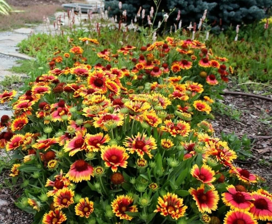 Goblin Gaillardia Blanketflower Seeds