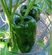 Pepper Capsicum Annuum Organic Open Pollinated Diamond Seeds for growers stocking a kitchen garden