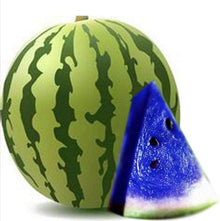Watermelon (Citrullus lanatus) for planting in vegetable patch