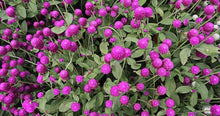Gomphrena Higro Lila Seeds prized for heat-Tolerant Annual Flowers