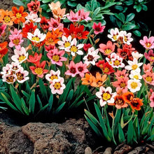Balcony Pot Flower Red Sparaxis Tricolor Rose Flowering Plants for seasonal color across the Home & Garden Seeds