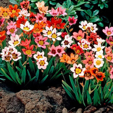 Sparaxis Sparaxis Tricolor Rose Seeds for seasonal color across the Spring Colorful Garden Displays