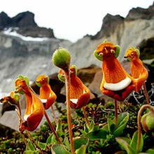 Pink Calceolaria Seeds for long-term planting in the Bonsai Pot, DIY Home Garden