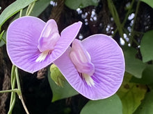 Nierembergia Lila Flower Plant Seeds for growers seeking a long-blooming display