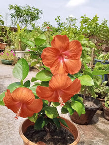 Orange Hibiscus Seeds (Hibiscus rosa-sinensis) for growers planting the Flower Bed