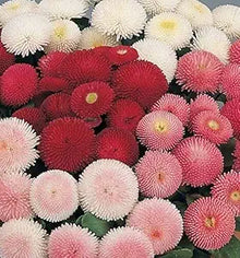 English Daisy Double Mix Seeds for growers seeking a long-blooming display