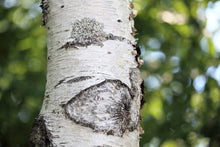 Japanese White Birch Seeds (Betula platyphylla) for a lasting addition to the landscape