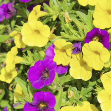 Calibrachoa Million Bells Seeds for gardeners building out beds and borders