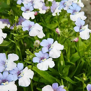 Nemesia Strumosa (Nemesia strumosa) seeds for planting in home garden