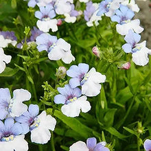 Nemesia Strumosa (Nemesia strumosa) seeds for planting in home garden