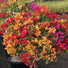Rare Bougainvillea Seeds for growers seeking a long-blooming display