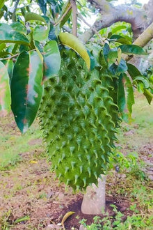 Giant Soursop Seeds (Annona muricata) for a homegrown harvest from the Tropical Garden