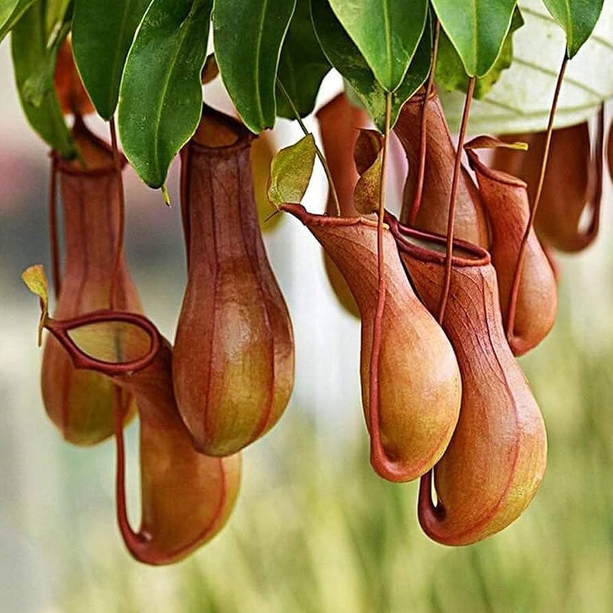 Nepenthes Plant ��������� Nepenthes spp. ��������� for planting in purple garden
