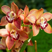 Rare Cymbidium Orchid Perennial Seeds for reliable seasonal color