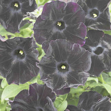 Star Petunia Seeds for growers seeking a long-blooming display