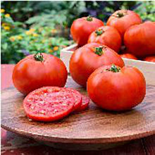 Heirloom Seeds (Bell von) prized among growers for non-GMO, Flavorful Tomato Harvests