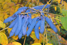 Decaisnea Fargesii Blue Seeds for gardeners building out beds and borders