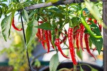 Organic Red Hot Chili Pepper (Capsicum annuum) seeds for planting