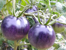 Tomato Seeds (Solanum lycopersicum) for growers stocking the home vegetable garden or grow containers
