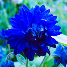 Dahlia Seeds for a bright addition to the Blue Garden