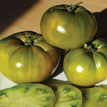 Wagner Blue-Green Tomato Seeds (Solanum lycopersicum) prized among growers for heirloom backyard gardening