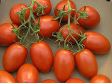 Hazelfield Farm Tomato Seeds prized among growers for heirloom Tomato Growing, Over Varieties Available