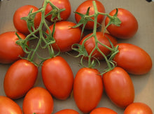 Roma VF Tomato Seeds for growers stocking the Home Garden Vegetable Patch