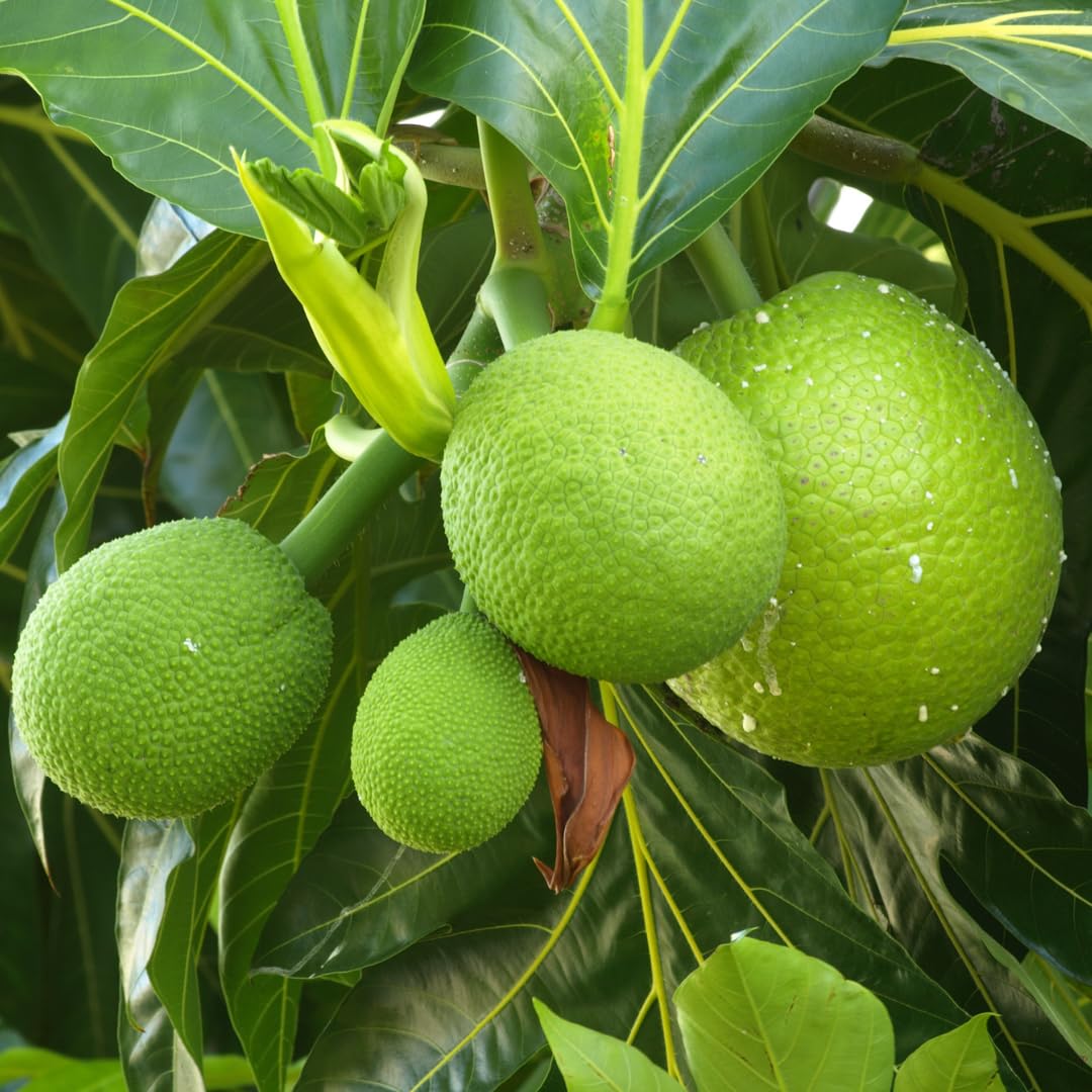 Broadfruit Seeds