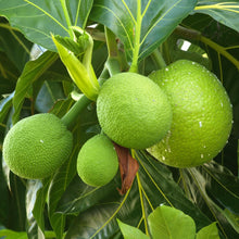 Broadfruit Seeds