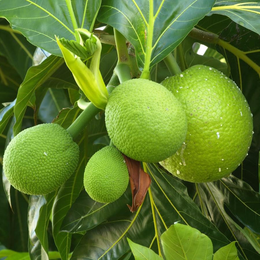 Broadfruit Seeds