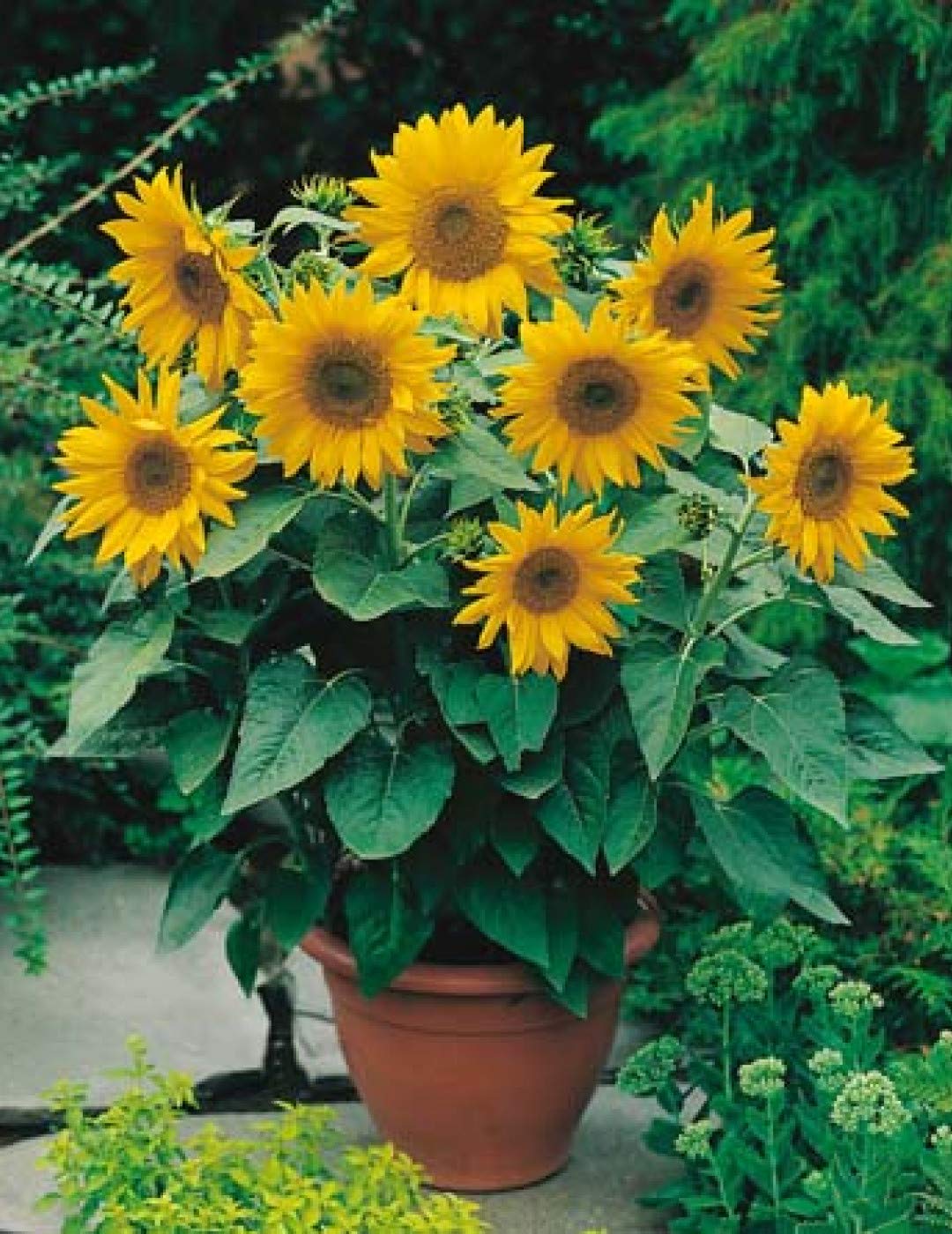 Sunflower Helianthus annuus mix for backyard and field