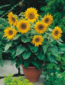 Miniature Sunflower Seeds for a lasting display in the Helianthus garden small pots