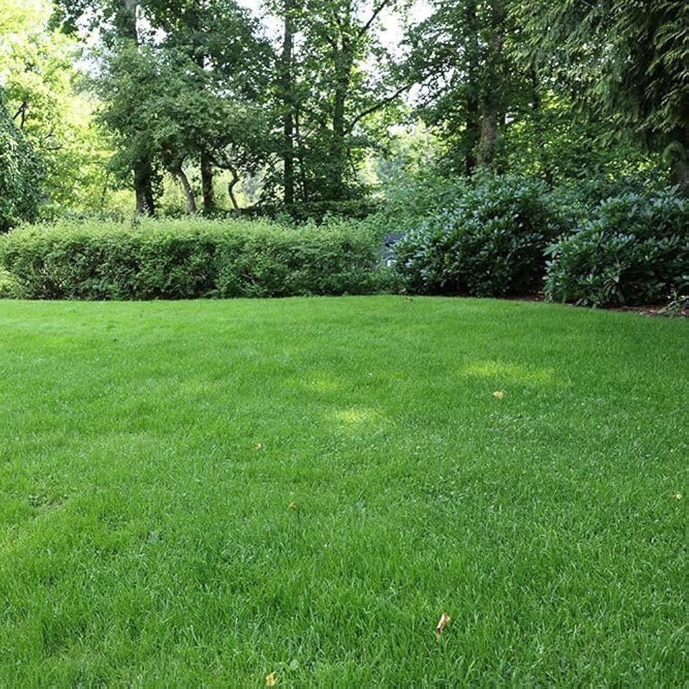 Zoysia Grass Seeds, Fresh and Soft Green Grass Seeds, Natural Trailing Grasses for Home Gardens  Ornamental Garden Plant Premium Quality Seeds
