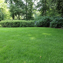 Zoysia Grass Seeds, Fresh and Soft Green Grass Seeds, Natural Trailing Grasses for Home Gardens  Ornamental Garden Plant Premium Quality Seeds