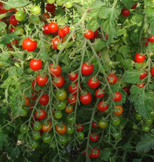 Cherry Tomato Seeds (Solanum lycopersicum) for a reliable harvest in the vegetable patch and balcony pots