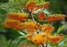 Grevillea Grevillea spp. for planting in tropical garden