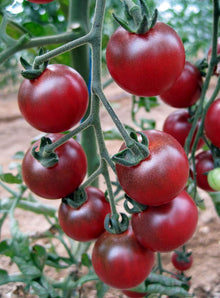 Rosella Tomato Solanum Lycopersicum Seeds for planting in balcony garden