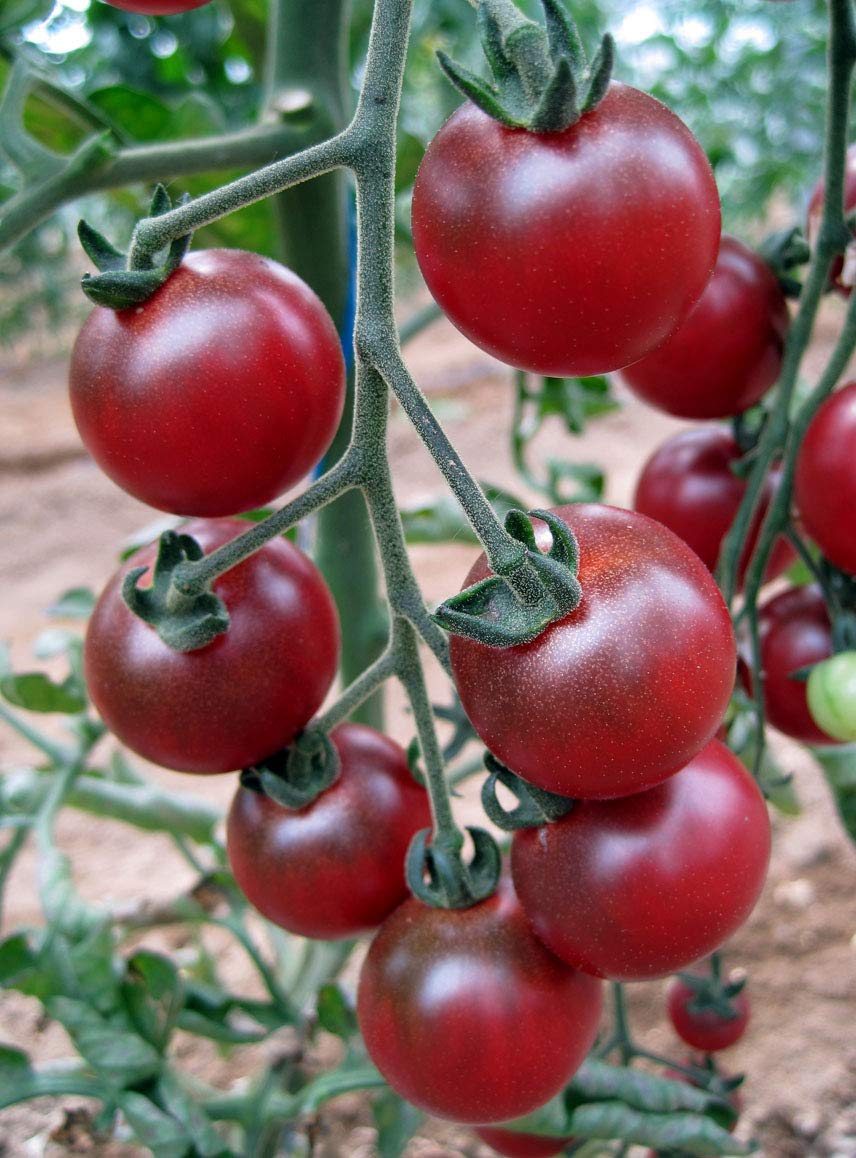 Rosella Tomato Solanum Lycopersicum Seeds for planting in balcony garden