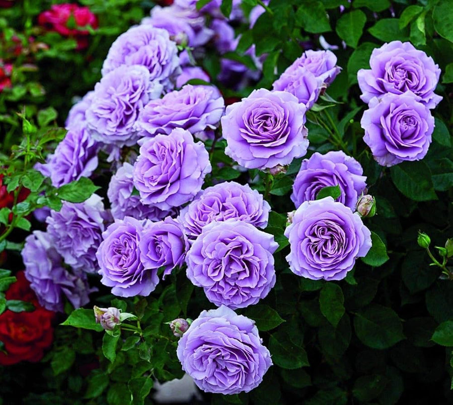 Violet and blue rose flower seeds
