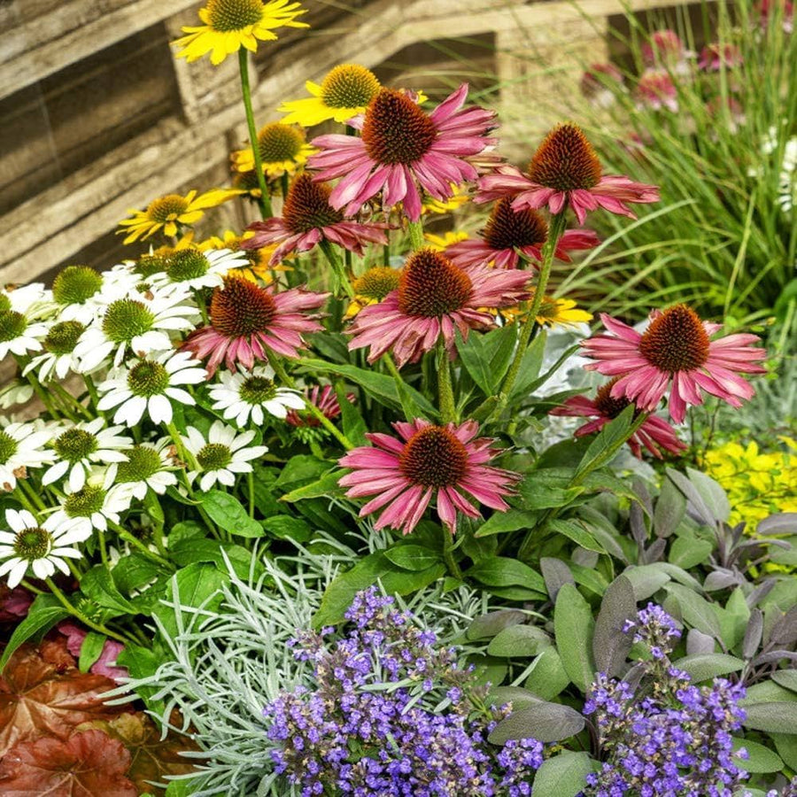 White Coneflower Echinacea purpurea for home garden flower beds