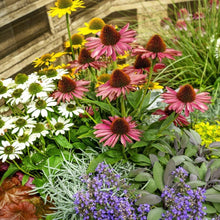 Light Orange Echinacea Purpurea Seeds for planting in pollinator garden