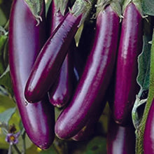 Amethyst Eggplant Seeds (Solanum melongena) for productive rows in the vegetable beds and balcony gardens