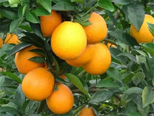 Tree Various Species Rare Orange Bonsai Tree Seeds for a homegrown harvest from the Indoor Decorative Gardens