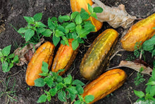 Mixed Cucumber Seeds for home growers seeking a reliable harvest