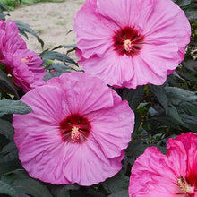 Chinese Hibiscus Giant Mixed Colors Hardy Seeds for a colorful addition to any planting