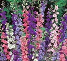 Delphinium Organic Imperial Giant Seeds for a colorful addition to any planting