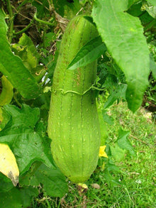 Giant Loofah Seeds prized among growers for organic Towel Pumpkin Vegetables ( pcs