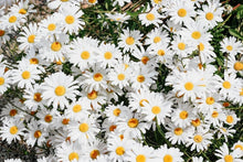 White Daisy Seeds for colorful blooms in the Outdoor Containers