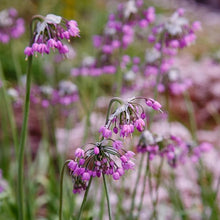 Heirloom Non-GMO Pink Nodding Onion (Allium Cernuum Seeds valued by growers for unique, Beautiful Flowering Onions