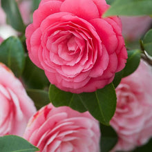Camellia Seeds for a bright addition to the home garden flower bed